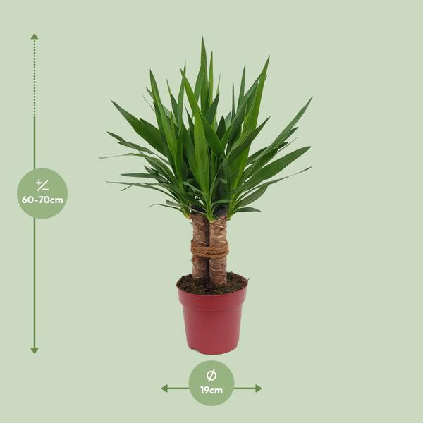 Yucca &quot;Tres Cañas&quot; 30 Stam P19 - Ø19cm - ↕70cm