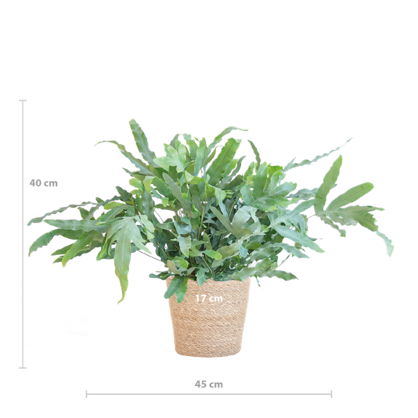 Phlebodium Aureum &