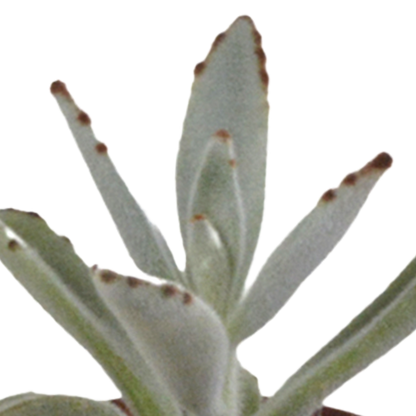 Vetplanten mix 5.5 cm - 10x - zonder pot