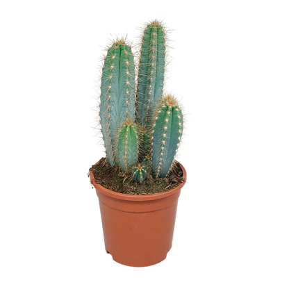 Pilosocereus azureus - 17cm - zonder pot