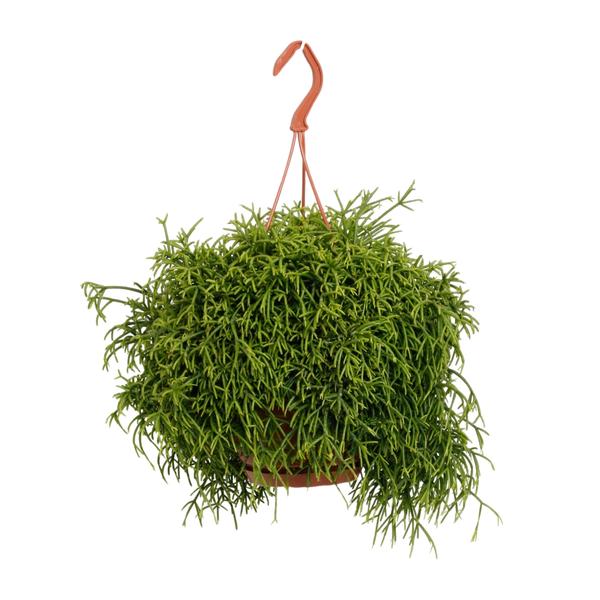 Rhipsalis Heteroclada - Ø21cm - ↕45cm