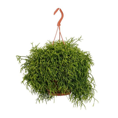 Rhipsalis Heteroclada - Ø21cm - ↕45cm