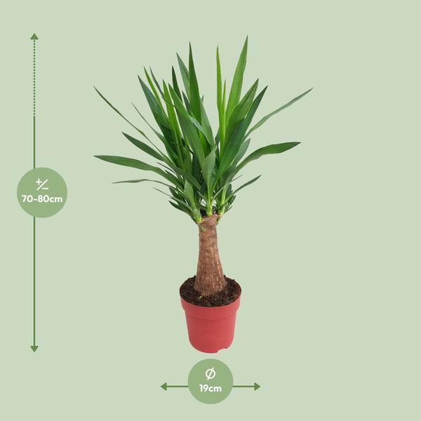 Yucca &quot;Maya Tree&quot; 30stam P19 - Ø19cm - ↕80cm