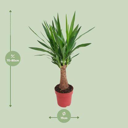 Yucca &quot;Maya Tree&quot; 30stam P19 - Ø19cm - ↕80cm