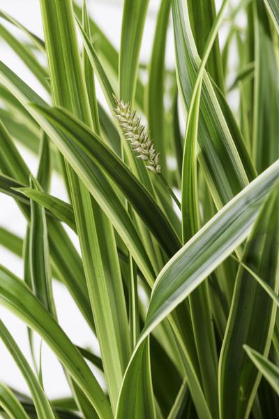 Carex morrowii &
