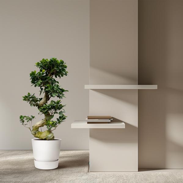 Ficus Microcarpa Ginseng – 80 cm – Ø23 cm