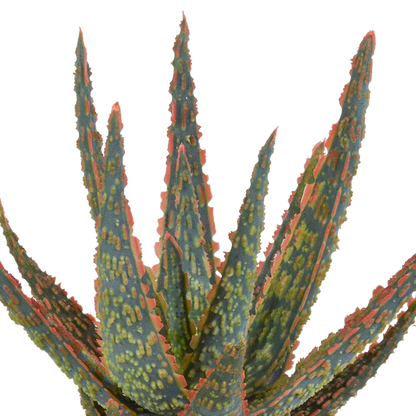 Aloë zebrina Dannyz 10,5cm - in terracotta pot