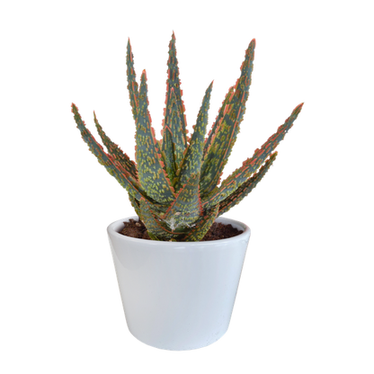 Aloë zebrina Dannyz 10,5cm - in witte pot