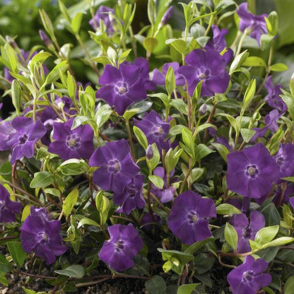 Vinca minor &