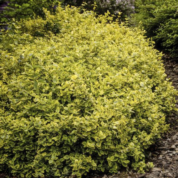 Euonymus fort. &