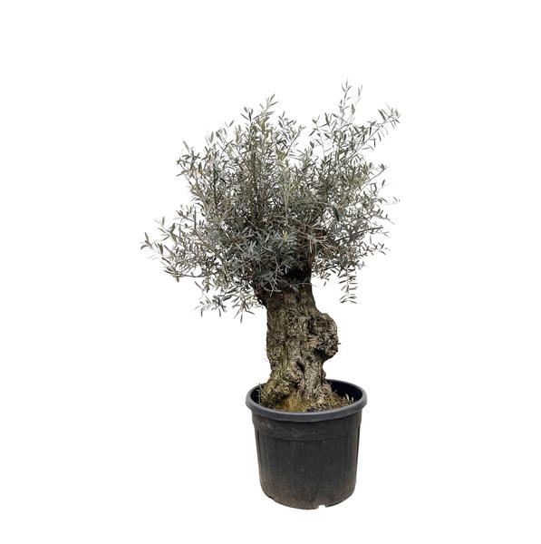 Olea Europaea Bonsai – 250 cm – Ø65