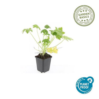Geranium macr. &