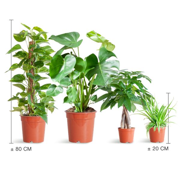 Easy care Plantenbox zonder sierpot