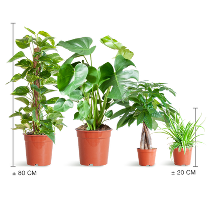 Easy care Plantenbox zonder sierpot