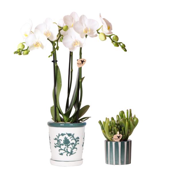 Kolibri Orchids | Set van witte orchidee Amabilis in Malaga pot en succulent in Painted Stripe pot groen - potmaat Ø9cm &amp; Ø6cm | bloeiende kamerplant - vers van de kweker