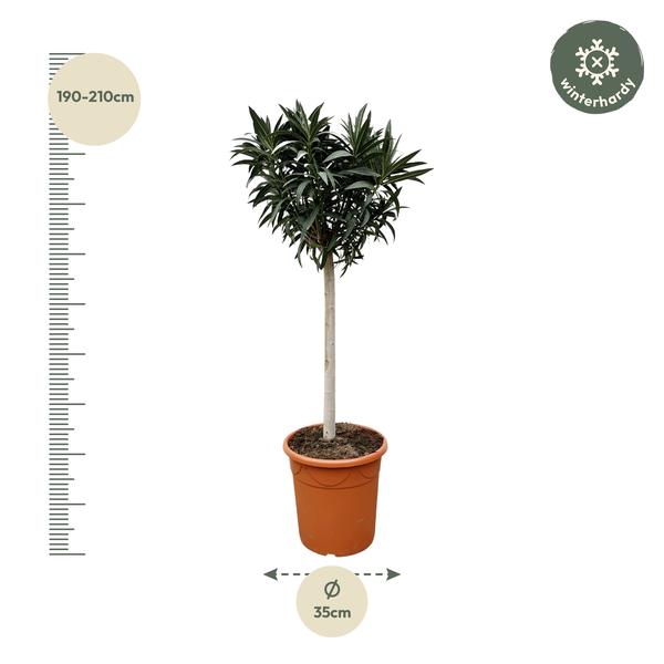 Nerium Oleander auf Stiel mit weißer Blüte – 200 cm – Ø35
