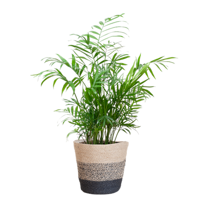 Chamadorea Elegans met Mand Lissabon zwart - 55cm - Ø17