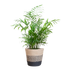 Chamadorea Elegans met Mand Lissabon zwart - 55cm - Ø17