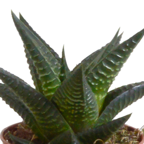 Gasteria/Haworthia mix 5,5cm - in witte pot - 5x