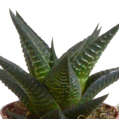 Gasteria/Haworthia mix 5,5cm - in witte pot - 5x