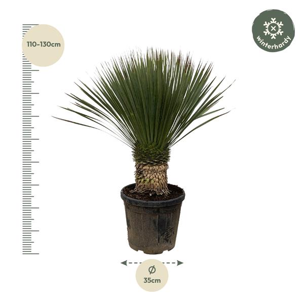 Yucca Rostrata – 110 cm – Ø35