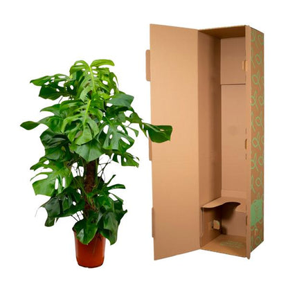 Monstera Deliciosa XL