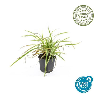 Carex morrowii &