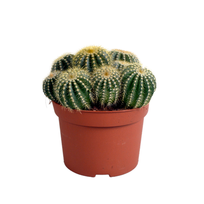 Eriocactus warasii 12cm
