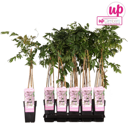 Wisteria floribunda &