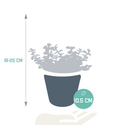 Portulacaria afra - in witte pot