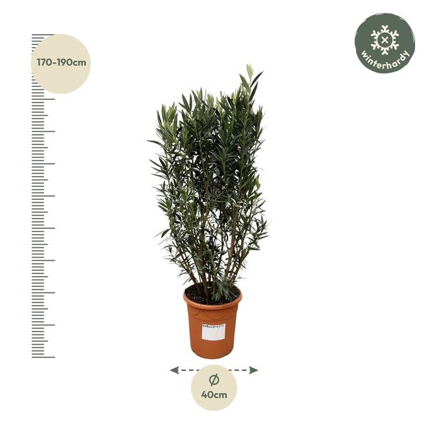 Nerium Oleander-Strauch – 180 cm – Ø40