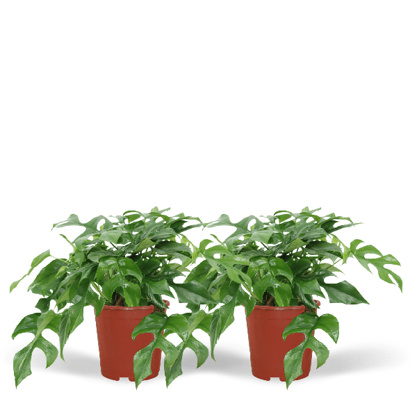 Monstera Minima - (Swiss cheese plant) - 2 pieces - Ø15cm - ↕30cm