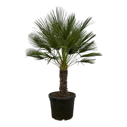 Arecaceae - Chamaerops Humilis op Stam