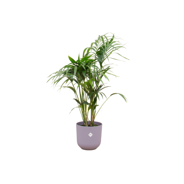Kombiangebot - Kentiapalme inklusive elho Jazz Round flieder Ø26 - 130 cm