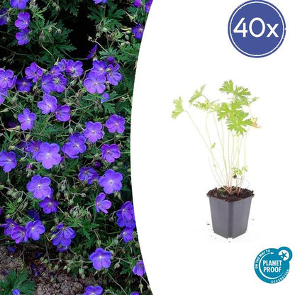 Geranium &