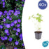 Geranium &