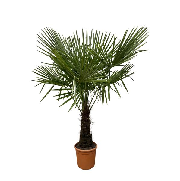 Trachycarpus – 180 cm – Ø30