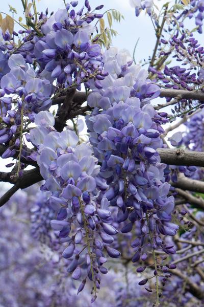 Wisteria sinensis &