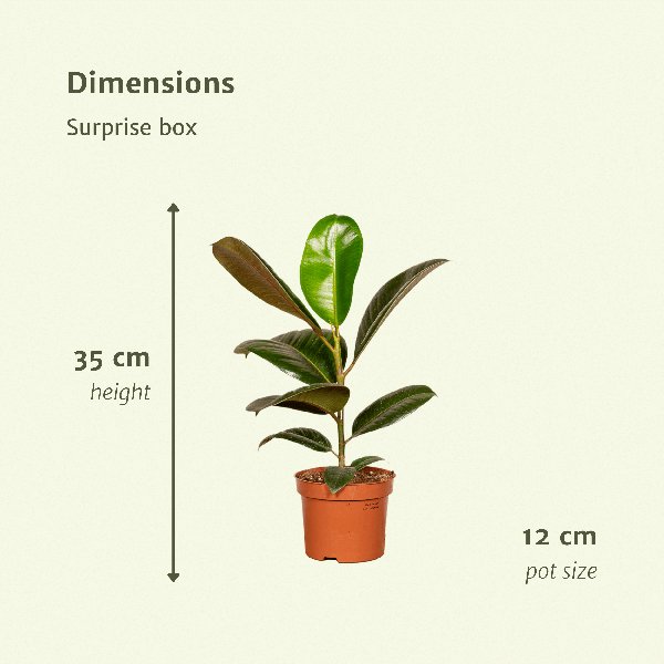 Überraschungsbox - Ø12cm - ↕25cm - x6
