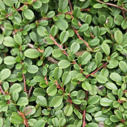 Cotoneaster pr. &