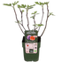 Ficus Gustissimo Perretta - Ø19cm - ↕50cm - Ø13 - ↨45cm