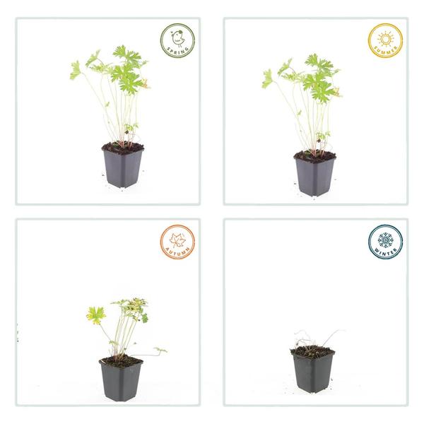 Geranium &