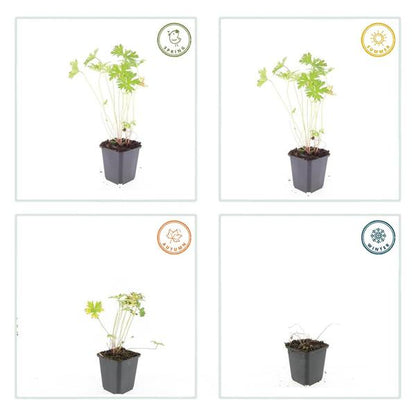 Geranium &
