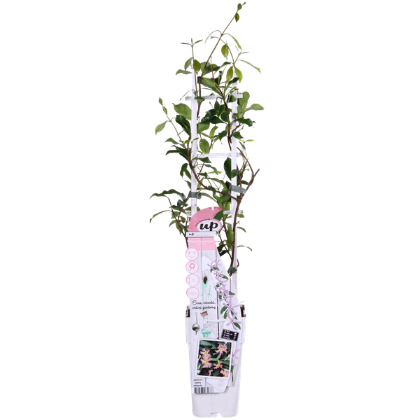 Trachelospermum &