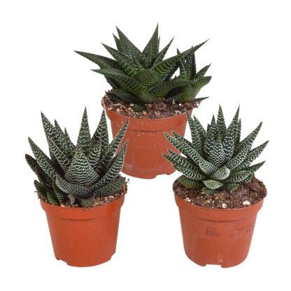 Gasteria/Haworthia mix 8,5cm - 3x - zonder pot