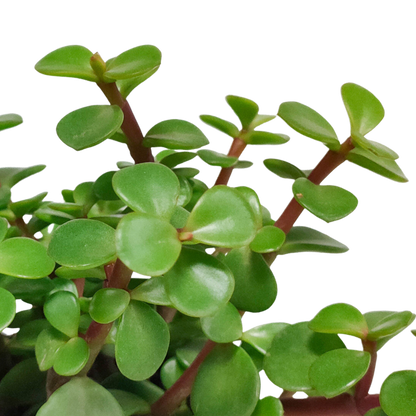 Portulacaria afra - in witte pot