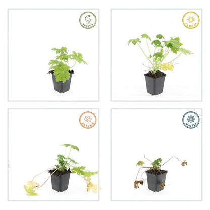 Geranium macr. &