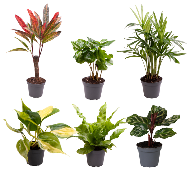 Baby Plantjes Verrassingsbox