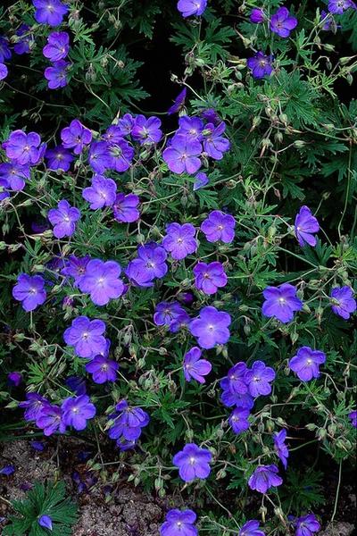 Geranium &