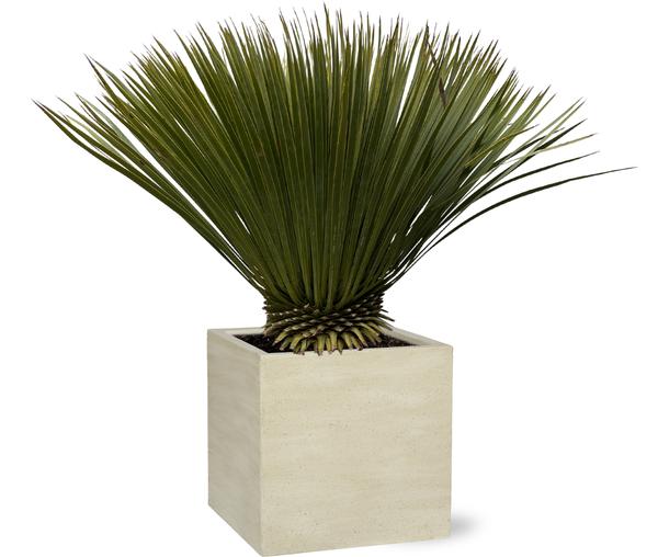 Yucca Rostrata – 80 cm – Ø27